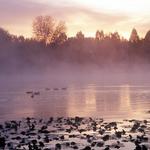 Ducks On Trout Lake. Early AM Dawn Light. Vancouver BC.