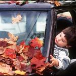 Young Boy Picking Autumn Leaves Off Truck Windshield, Vancouver BC.