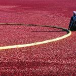 Cranberry Harvest, Richmond BC.