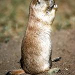 Prairie Dog, Devil's Tower National Monument, Wyoming USA.