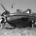 Cows Grazing Around Beached Fishing Boat Wreck. Mud Bay, South Delta BC.