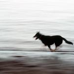 Dog Chasing Waves. MacDonald Beach, Richmond BC.