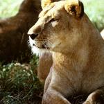 Two Female Lions. Florida Game Reserve USA.