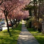 Spring Blossoms In East Vancouver Neighborhood BC.