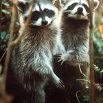 Pair Of Racoons In Forest. Oregon Coast USA.