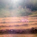 Lone Horse In Field. 108 Mile House, Caribou Region BC.